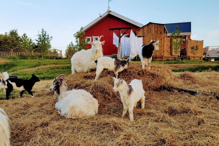 Skalatjörn Guesthouse