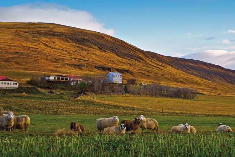 Sauðafell Guesthouse